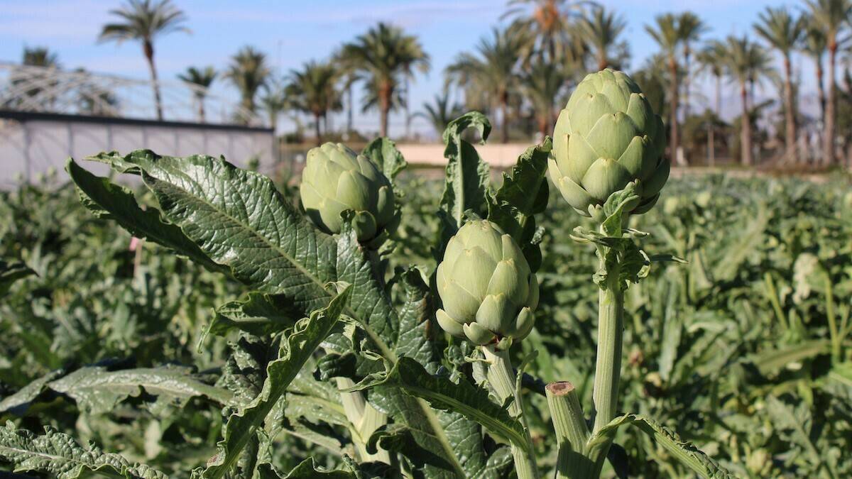 cultivo-alcachofa|jornada-tecnica-alcachofa